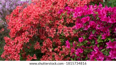 Beautiful red, pink and white rhododendron flowers blooming in the garden. Horizontal picture of blossoms for background