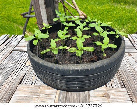 A picture of a seedling in a rubber pot