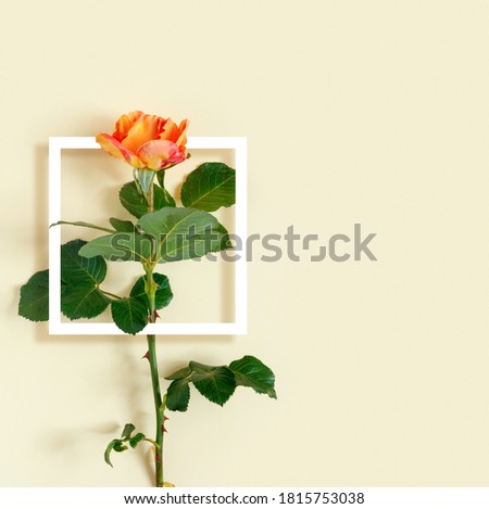 Beautiful red rose with a white frame on a delicate yellow background. 
Creative greeting card.
Flat lay, top view, copy space concept.
