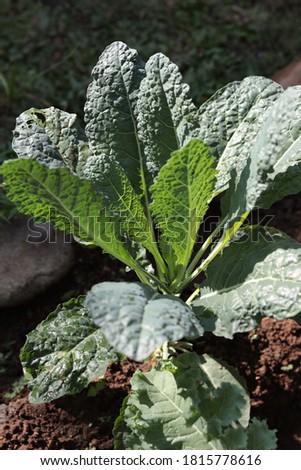 Kale is a popular vegetable and a member of the cabbage family.There are many different types of kale. The leaves can be green or purple, and have either a smooth or curly shape.