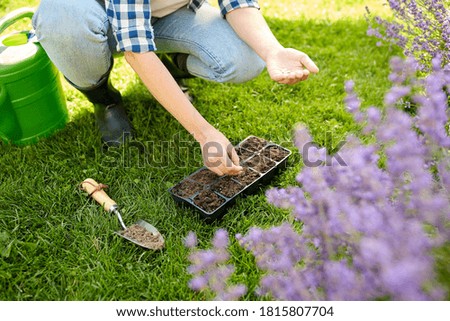 gardening, farming and people concept - hands of young woman planting flower seeds to starter pots tray with soil at summer garden Royalty-Free Stock Photo #1815807704