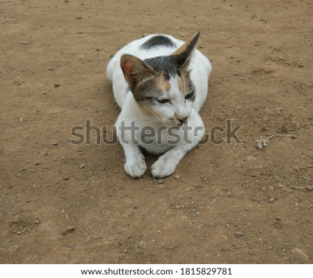 photo of a cat on dusty ground