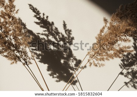 Dry pampas grass / reed. Shadows on the wall. Silhouette in sun light. Minimal interior decoration concept