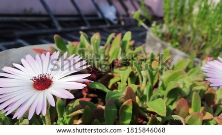 A picture taken from the flower pots where flowers are blooming and forming a beautiful color combinations with greenery .View from house balcony.