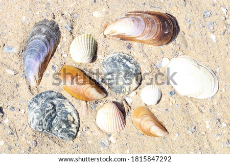 Collection of seashells on the sand close-up.