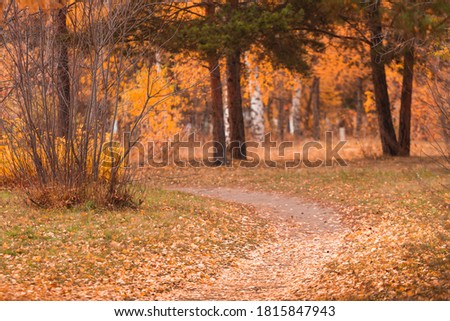 Autumn forest. A path covered with autumn fallen leaves in the park.