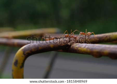 red ants get together in rusty iron