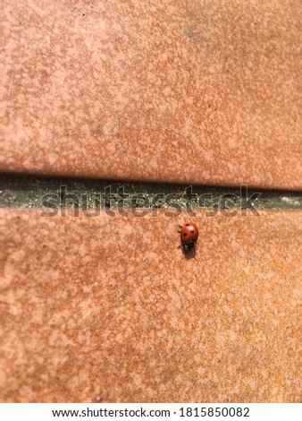 Picture of a ladybug on tile floor. Lucky bug.