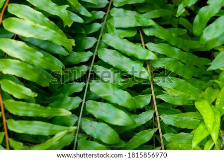 very aesthetic and leafy leaf details. Tropical green leaves on dark background, nature summer forest plant concept