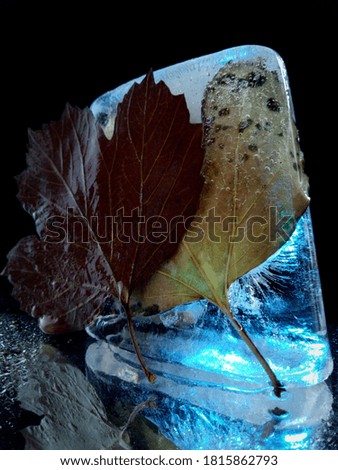 abstract photo with ice and autumn leaves illuminated in the dark