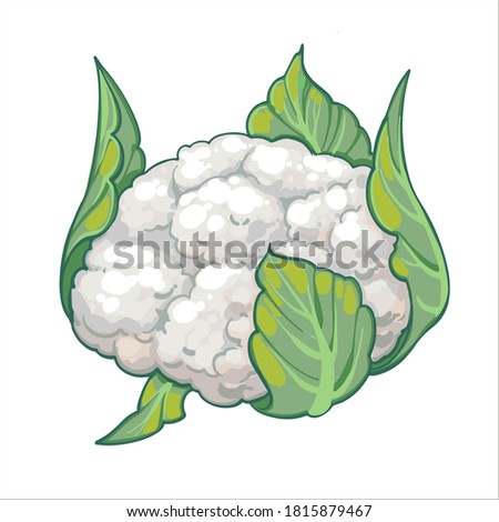 Cauliflower, hand drawn vector illustration isolated on white background. Fresh cartoon vegetable. Seasonal vegetables.