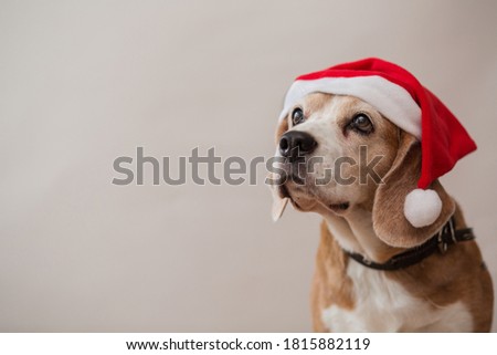 Beagle dogs head looking up portrait on light gray background. Closeup. 