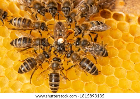 the queen (apis mellifera) marked with dot and bee workers around her - life of bee colony Royalty-Free Stock Photo #1815893135
