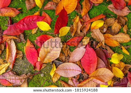 Autumn leaves. Colored, bright background of yellow and red leaves on green moss.