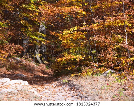 Autumn in the forest. Rhodope Mountains , Bulgaria.
