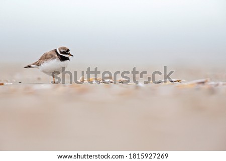 A adult ringed plover(Charadrius hiaticula) resting on the Dutch beach during the fall migration