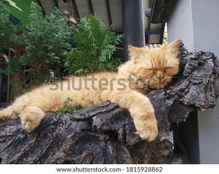 the orange cat lays down in the garden