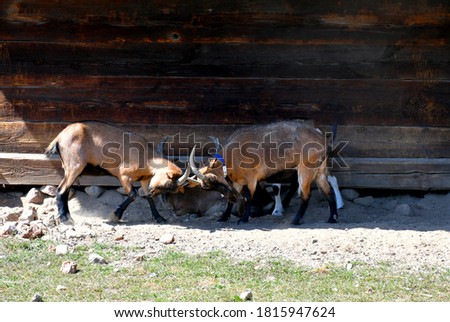 Close up on two brown and black rams fighting by pushing each other with their massive white horns seen in front of a wooden barn or farmhouse next to a sandy paddock on a sunny summer day in Poland