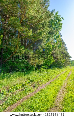 Photo spring, pine, birch, mixed forest, forest road after the rain, wildflowers