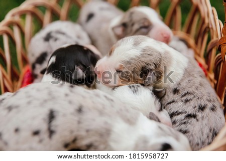 Newborn border collie puppy. Newborn puppies