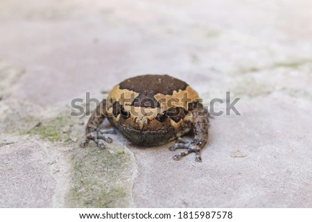 bullfrog , amphibious four-footed animals on cement floor