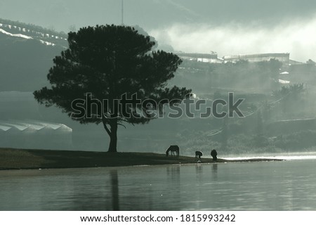 the lonely pine tree and horse family reflection on the fog lake