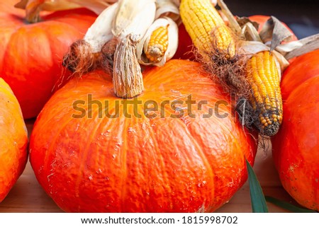 Large pumpkins and corn cobs dsplayed in autumn fair, France, Alsace
