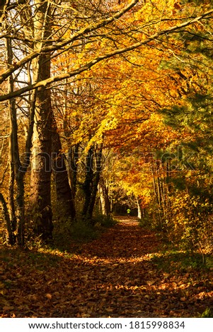 Man jogging in autumn forest. Vincennes forest of Paris, France. Healthy lifestyle concept.