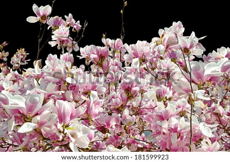 magnolia tree - flowers in black background