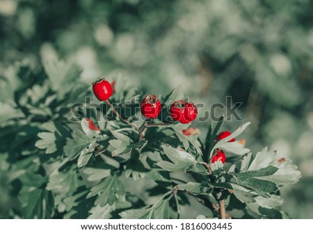 Red ripe berries of hawthorn branches with dark green leaves. Autumn harvest of medicinal plants. Small aperture, blurred background