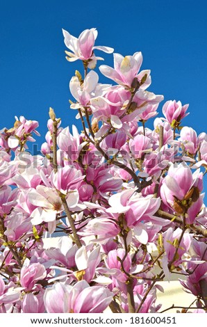magnolia - spring pink backgound