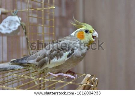 parrot cockatiel close-up sitting on the cage