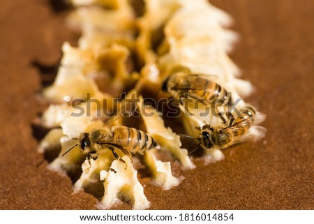 Maple Valley, Washington State, USA. Honeybees on beeswax on the lid of a starter beehive. The wax is formed by worker bees, which secrete it from eight wax-producing mirror glands. Royalty-Free Stock Photo #1816014854