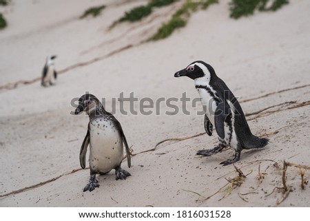 penguins on the south coast of south africa
