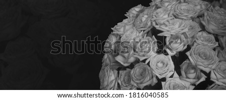        black and White beautiful rose flower bouquet on black background, nature, copy space                        