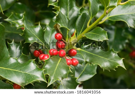 Mount Vernon, Washington State, USA. English holly (Ilex Aquifolium) with red berries. Royalty-Free Stock Photo #1816041056