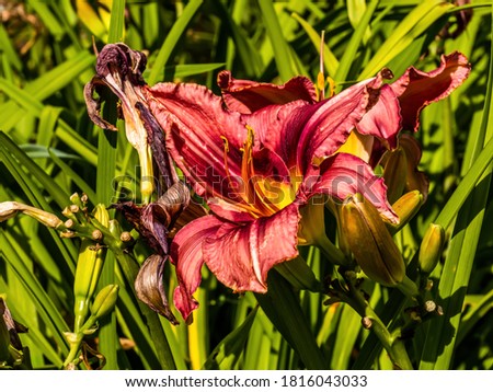 Flowering Day-lily flowers (Hemerocallis flower), closeup in the sunny day. Hemerocallis fulva. The beauty of decorative flower in garden .Soft focus