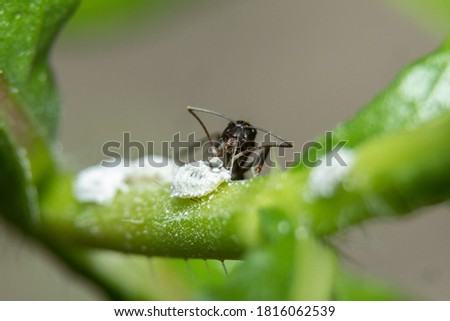 Ants are associated with mealybugs