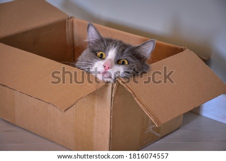 cat sitting in a box, cat portrait Royalty-Free Stock Photo #1816074557