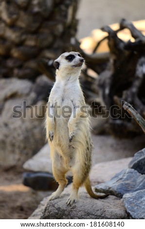 beautiful Meerkat (Suricata suricatta) stay and living on ground