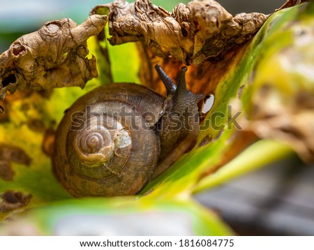 snail on lotus leaf. close up picture of snail on dry leaf.