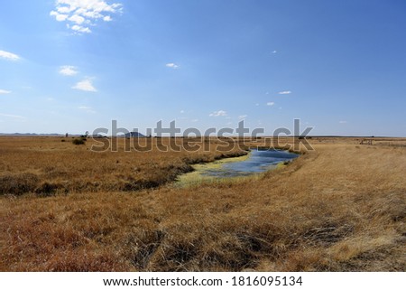 a picture of a spring forming a wetland on a cattle and sheep farm on Free State South Africa. 