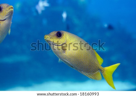 Coral Rabittfish / Sinefoot (Siganus Corallinus) swimming over coral.