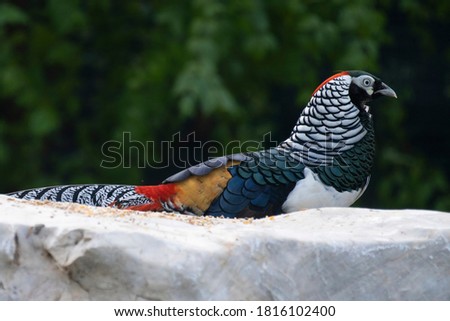 Lady Amhersts Pheasant long tail bird of mountain in China 