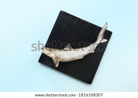 Fresh raw shark fish, baby shark, mud shark or spiny dogfish placed on a black and pastel blue background Royalty-Free Stock Photo #1816108307