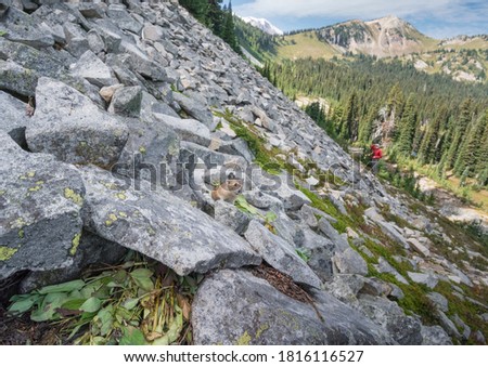 USA. Mt. Rainier National Park. Adult American pika (Ochotona princeps) near its hay pile on scree slope with man in distance. Royalty-Free Stock Photo #1816116527