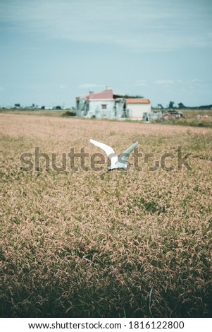 Image of a seagull flying through the field, in front of a white house