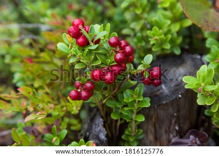 Red ripe lingonberry or cowberry on natural forest background Royalty-Free Stock Photo #1816125776