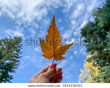 Woman with a maple leaf in hand against blue sky and tree crowns. From below view on a female hand holding a golden maple leaf symbol of autumn over blue sky with white clouds and trees.