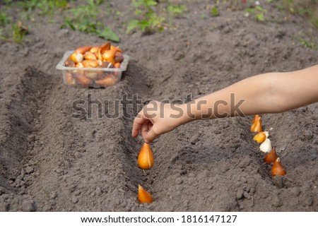 A child's hand plants tulip bulbs into the ground. Planting flowers in a bed.